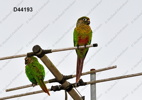 Maroon-bellied Parakeet (Pyrrhura frontalis)